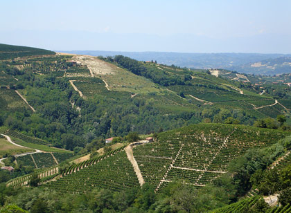 Colline di Mango,