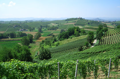 Vinchio, panorama delle vigne di Monte dell'Olmo