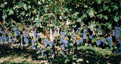 Vigneti carichi di uva