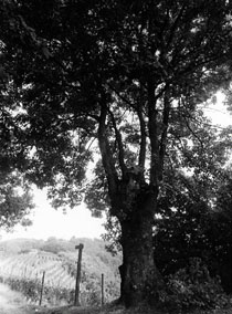 La grande quercia della Val Sermassa